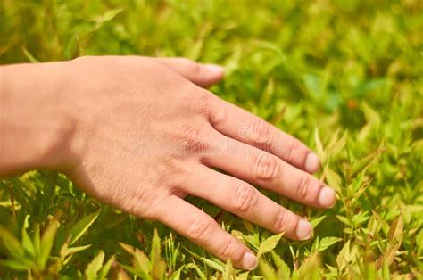 Woman`s Hand Touch Field Grass and Spikelets at Sunset or Sunrise. Rural and Natural Concept ...