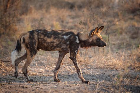 African Wild Dog | Sean Crane Photography