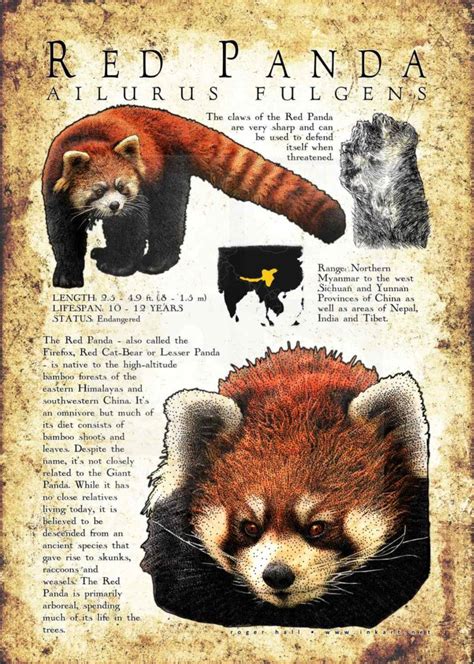 Red Panda Poster Print / Infographic