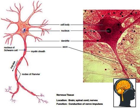 Nervous tissue. Neurons are surrounded by neuroglia, such as Schwann cells, which envelope axons ...