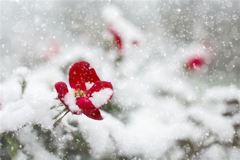 Winter Flowers In Snow