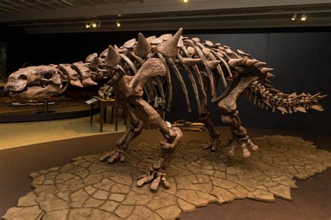 Carnegie Museum of Natural History Re-opens with World Premiere Dinosaur Armor