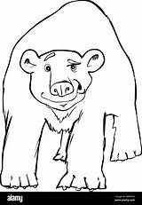 Polar Bear Coloring Sheets sketch template