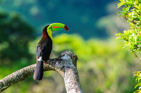 Rainbow Billed Toucan – Bird Pictures