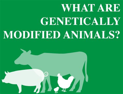 What Are Genetically Modified Animals? - Dynamic Earth Lesson Plans