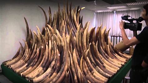 Ivory poaching hurting elephant population - YouTube