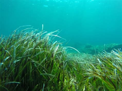 The role of seagrass meadows in promoting Ocean Literacy - Project ...