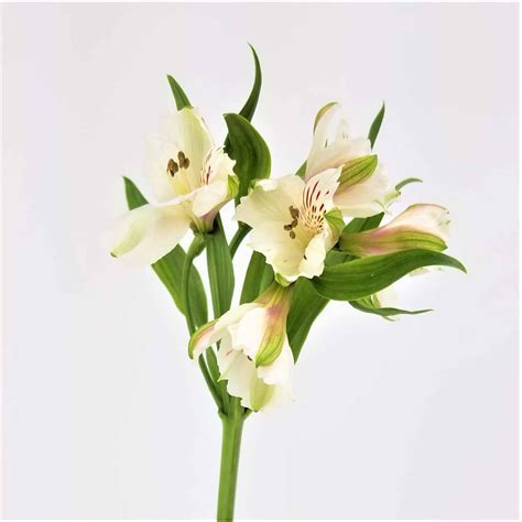 Alstroemeria White - Wholesale Bulk Flowers - Cascade Floral