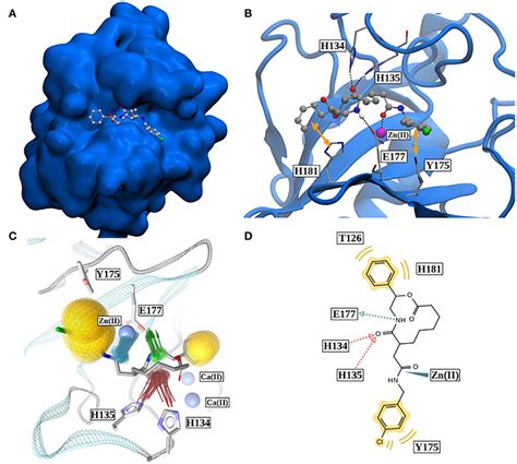 Frontiers | The Binding Mode of the Sonic Hedgehog Inhibitor Robotnikinin, a Combined Docking ...