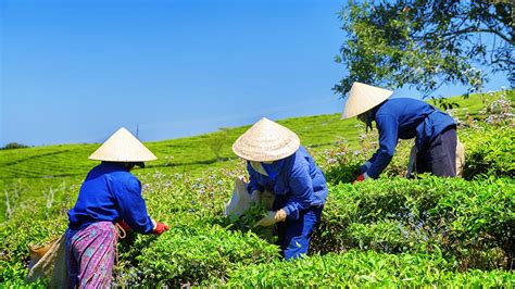 Asiapedia | Opportunities in Vietnamese Agricultural Sector | Dezan ...