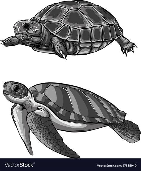 Monochrome land turtle and sea on white Royalty Free Vector