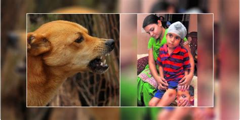 13 Dog Bite Cases Reported In Mohali In 2 Days | Chandigarh