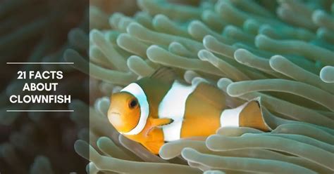 21 Facts about Clownfish and More a Lot of Information