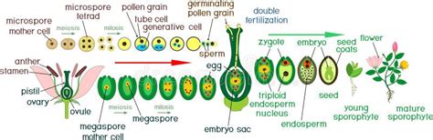 Angiosperm Plant Life Cycle. Diagram of Life Cycle of Flowering Plant with Double Fertilization ...