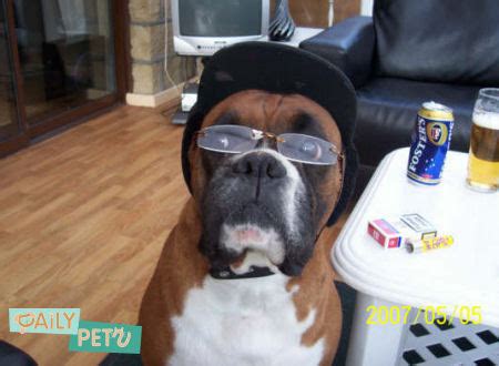 Funny wallpapers|HD wallpapers: Funny boxer dog pictures