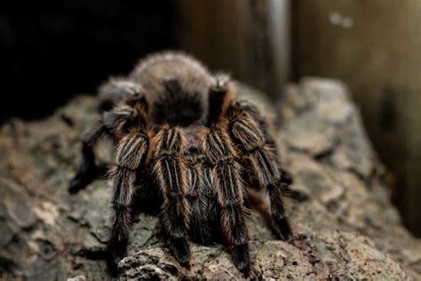 Rose Hair Tarantula - Creation Kingdom Zoo