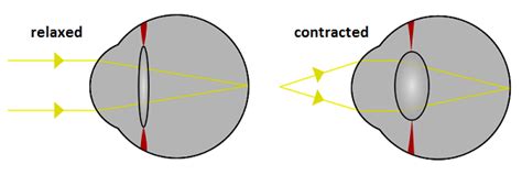 Eye Lens | Definition & Function - Lesson | Study.com