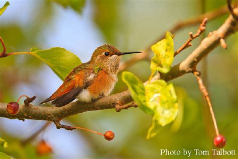 Tennessee Watchable Wildlife | Rufous Hummingbird - Habitat: