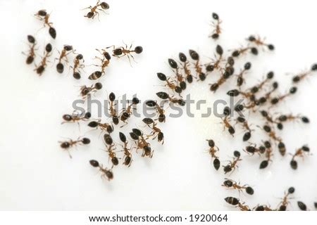 Ant Trail On Sugar Surface. Stock Photo 1920064 : Shutterstock