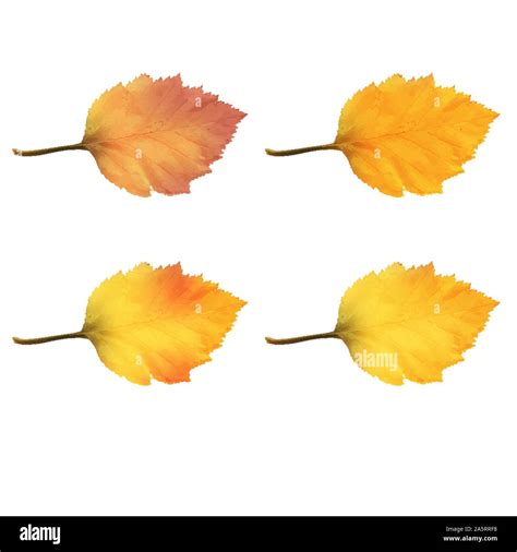 Realistic Alder Tree Leaves in Changing Fall Colors Stock Vector Image & Art - Alamy