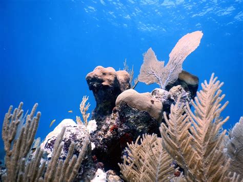 Coral Reef Conservation - Tulum Diving Packages & Experiences