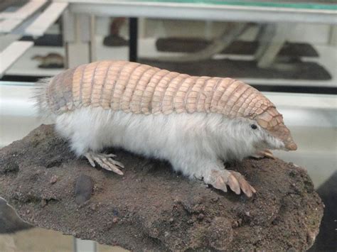 Pink Fairy Armadillo – Facts, Size, Diet, Pictures