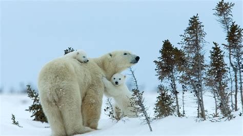 Polar bear mother and cubs, Churchill, Manitoba, Canada - Bing Gallery