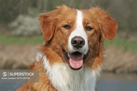 Leonberger Retriever Mix