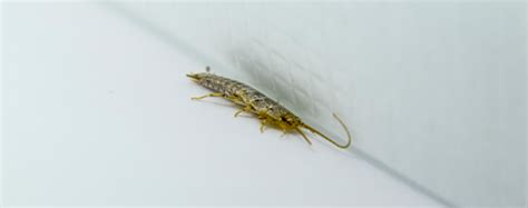 It's spring: why do i suddenly see silverfish infestation in my house