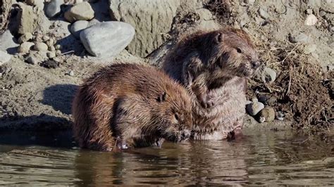 Beavers - Oroville Wildlife Area - YouTube