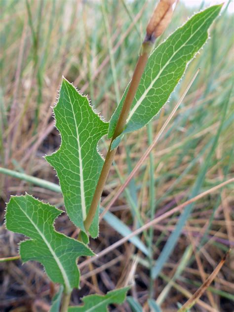 Stem leaves - photos of Lactuca Serriola, Asteraceae