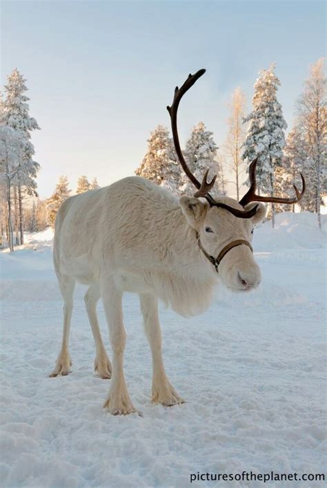 Reindeer! | Animals, Animals beautiful, Albino animals