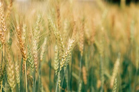 Campo da cevada foto de stock. Imagem de campo, alimento - 1010314