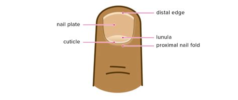 Cuticle: What Is It, Care, Removal, Signs of Infection, and More