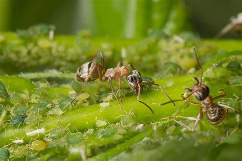 Can Aphids Fly? | Pests Banned