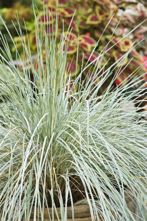 10 Best Ornamental Grasses for Winter Gardens