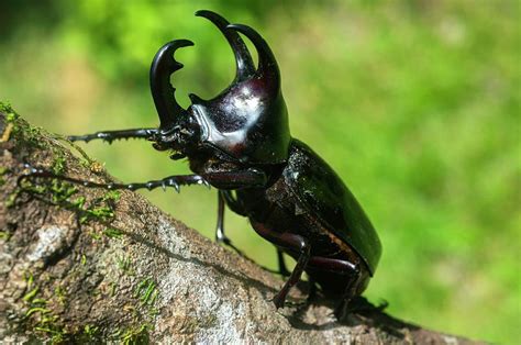 Rhinoceros Beetle