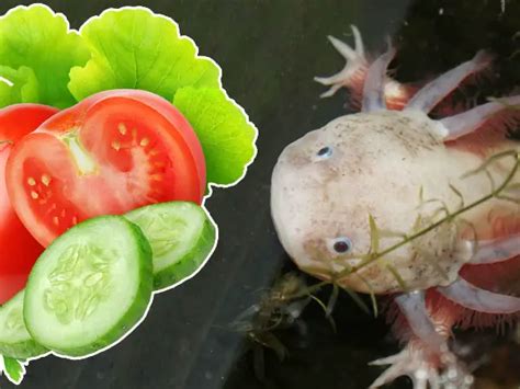 Do Axolotls Eat Vegetables? - Axolotl Nerd