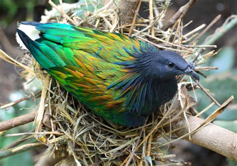 Andaman & Nicobar Islands Endemic Birds | Bubo Birding