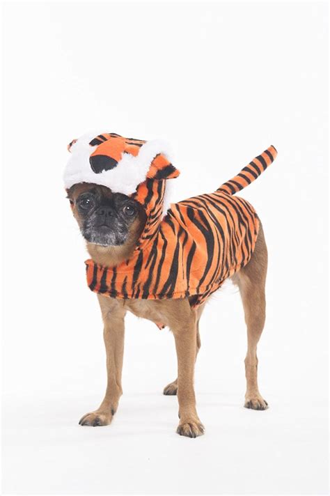 Fashion Pet Halloween Tiger Costume for Dogs, X-Small * Trust me, this is great! Click the image ...