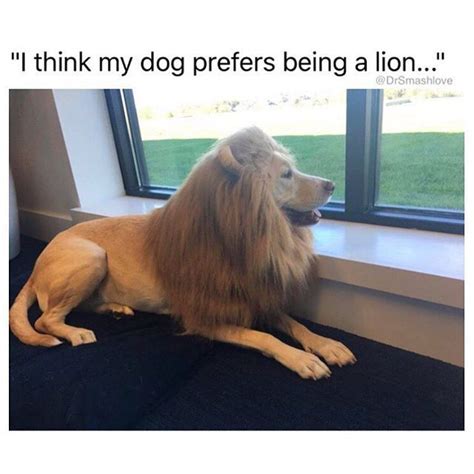 lion memes ... Great Dane dogs. | Cat memes, Funny animal pictures ...