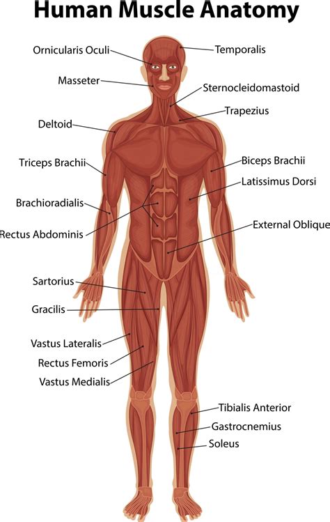 insuficiente contrabando Megalópolis muscle anatomy diagram imagina Anunciante polilla