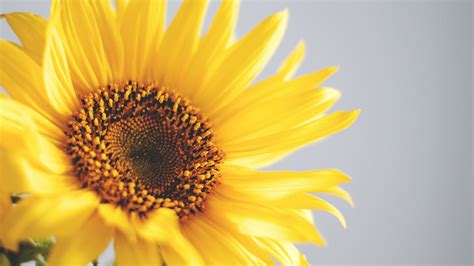 Download wallpaper: Sunflower 2560x1440