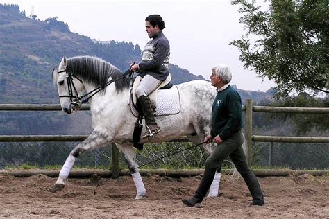 Lusitano Horse Breed Information, History, Videos, Pictures