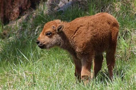 You’ll Never Forget A Visit To Lester's Bison Farm In Wisconsin