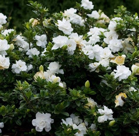 Gardenia jasminoides ★ GARDENIA – Plantitude Kenya