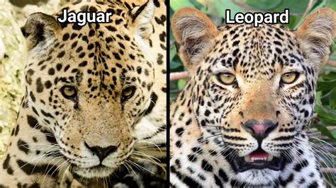 Jaguar Vs Leopard - Jaguar vs Leopard face | Jaguar vs Leopard | In case your ... / Check ...