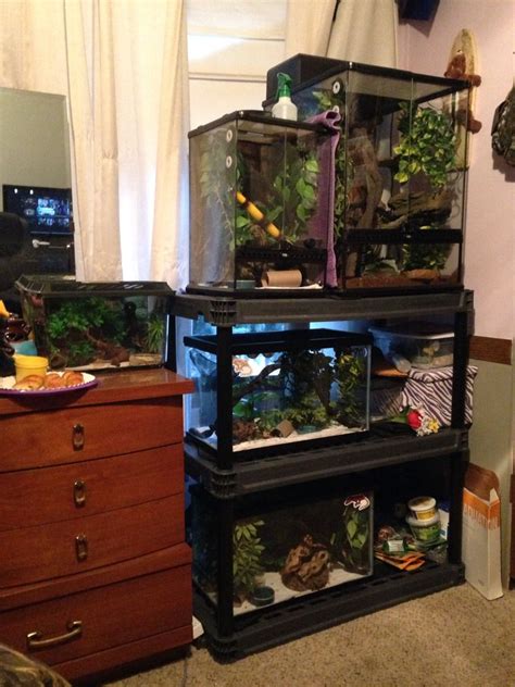 My crested gecko set up in my bedroom. 5 geckos total. Each in their own tank ranging from 4 ...