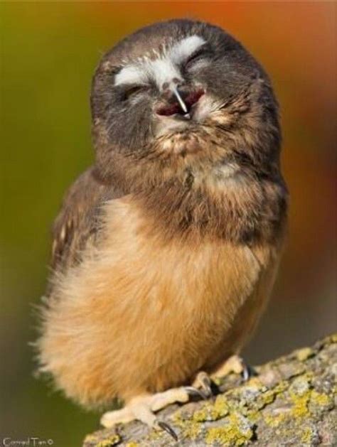 Smile!! | Baby owls, Cute animals, Happy owl