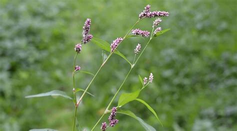 41 Flowering Weeds With Picture Identification